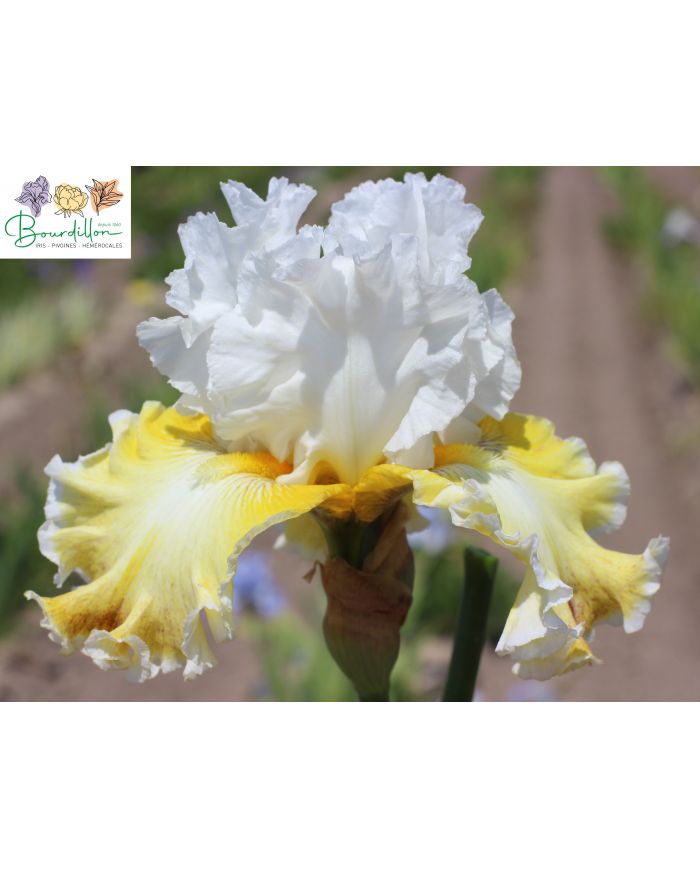Iris : Belle moisson