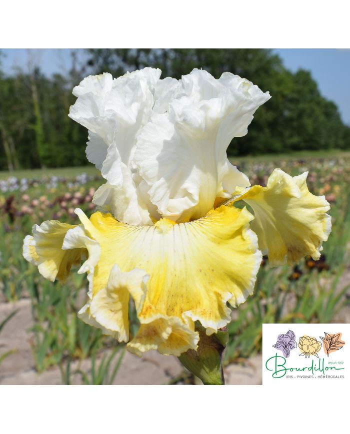 Iris : Belle moisson