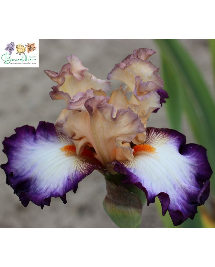 Iris : Brouhaha