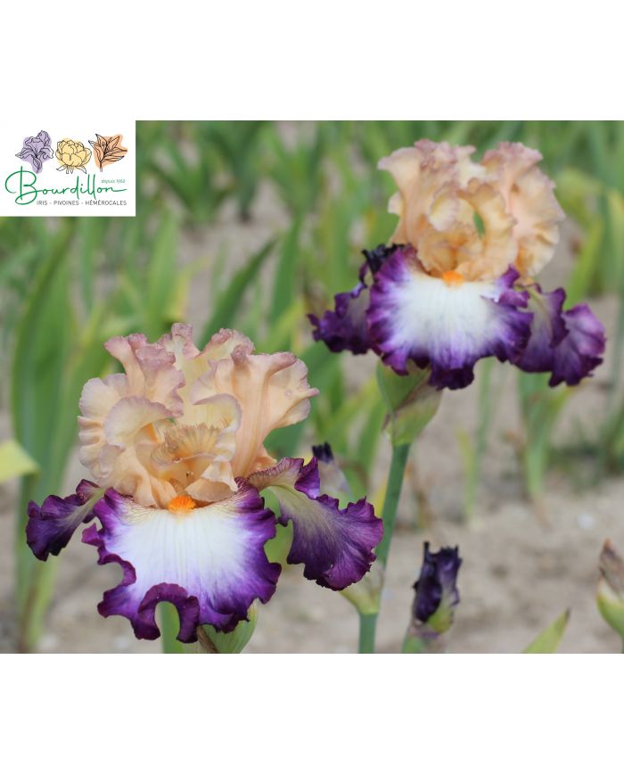 Iris : Brouhaha