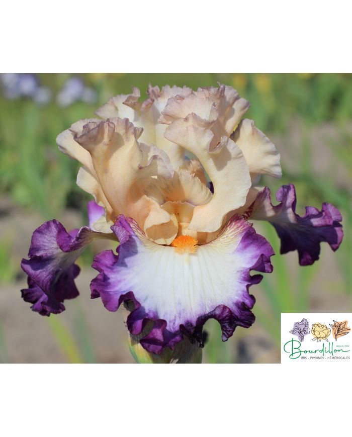 Iris : Brouhaha