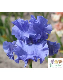 Iris : Dodger blue