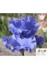 Iris : Anneau céleste