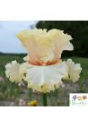 Iris : Eclat de nuit