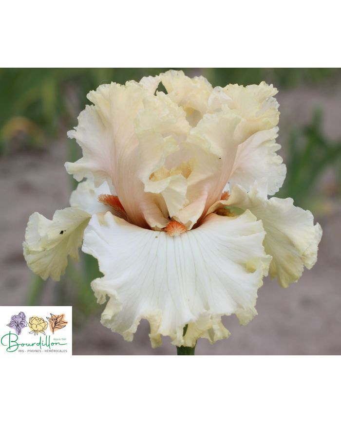 Iris : In tune