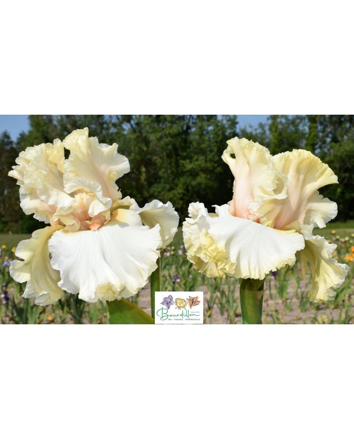 Iris : In tune