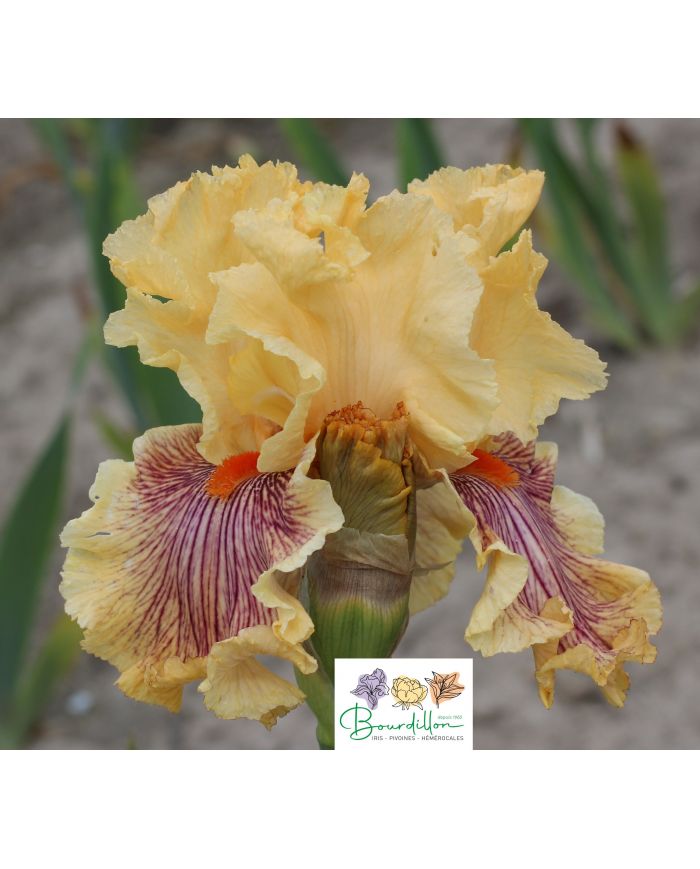 Iris : Jeanne clay plank