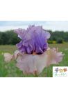 Iris : Eclat de nuit
