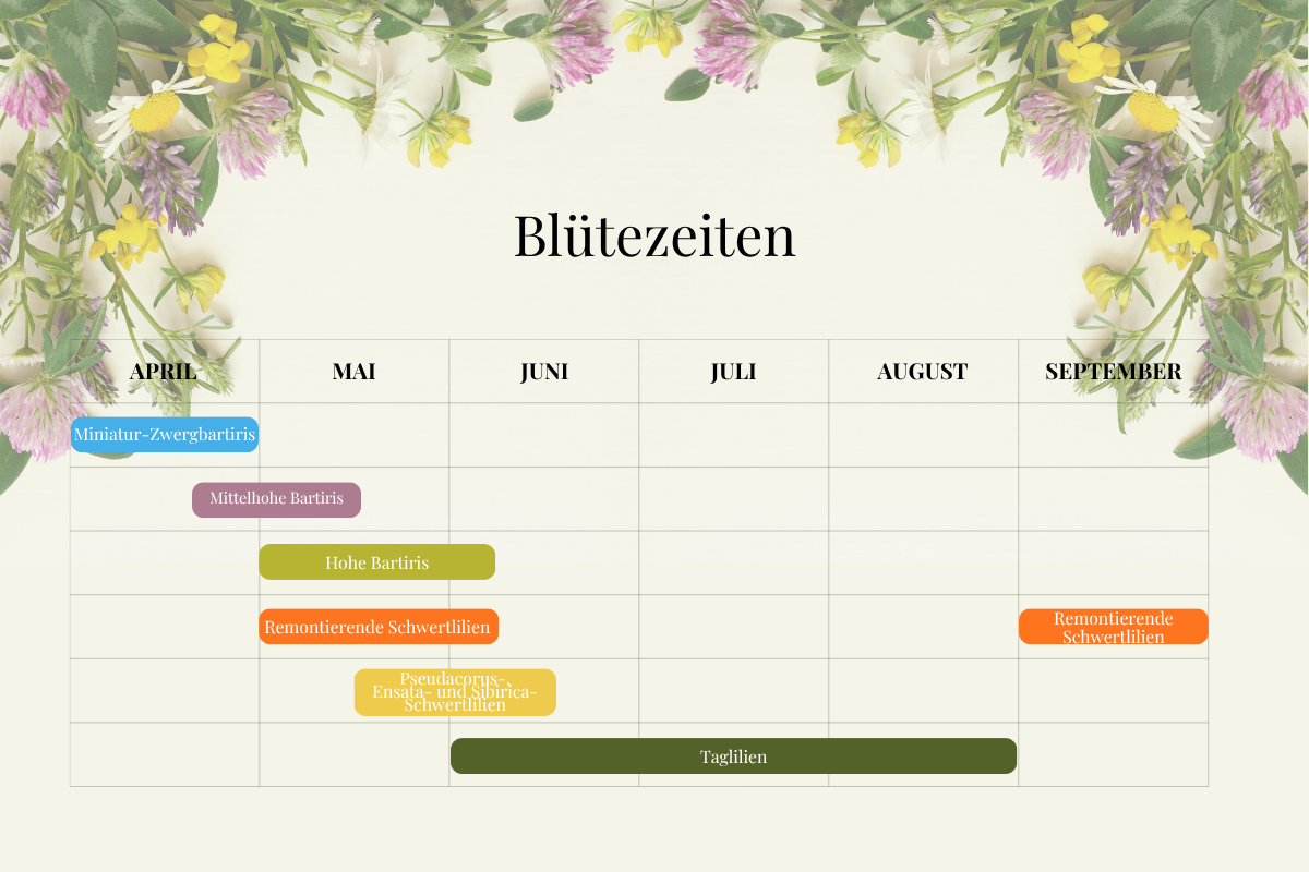 tableau des périodes de floraison iris et hémérocalles