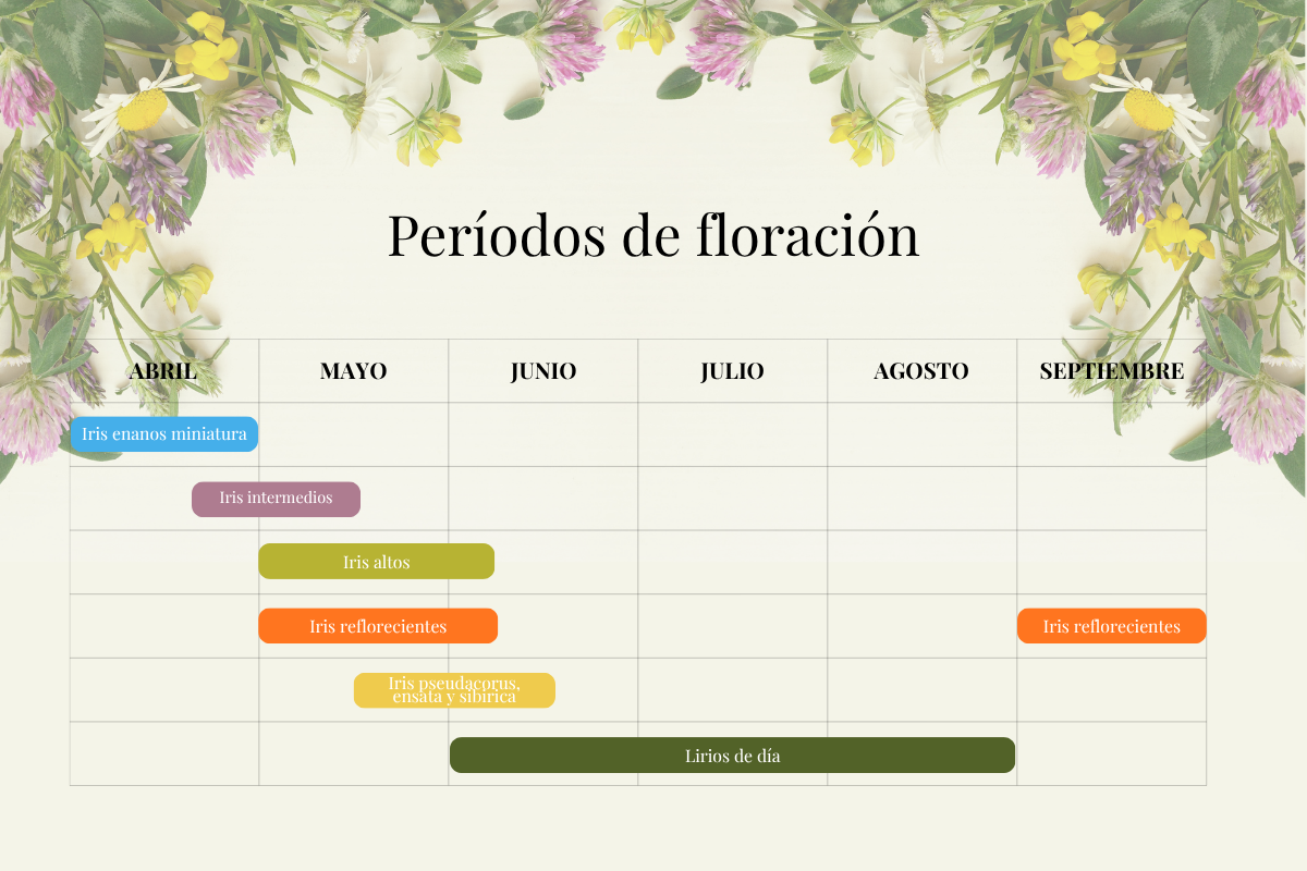 tableau des périodes de floraison iris et hémérocalles