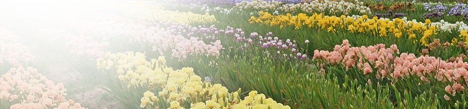 Iris intermédiaires