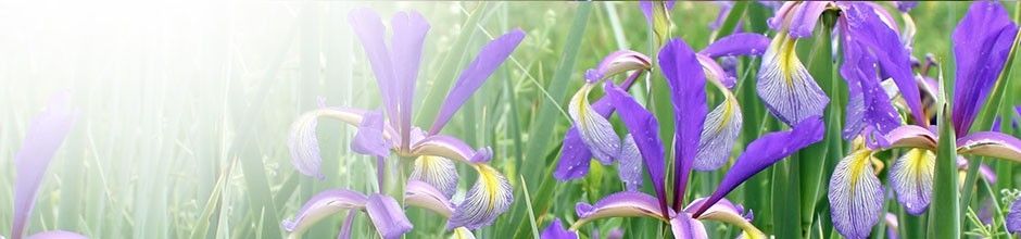 Iris spuria