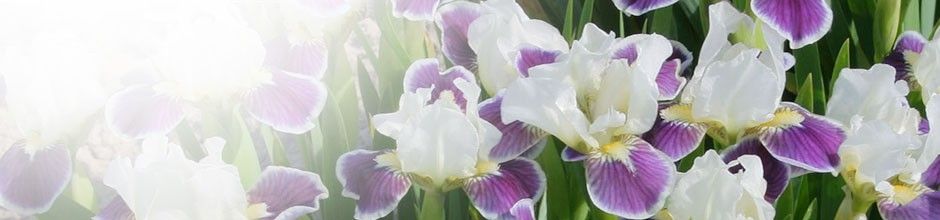 Iris lilliputs